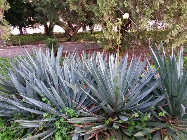 Yucca gloriosa